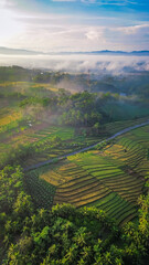 Drone view of rice fields terrace in the morning with fogs and sunlight. vertical orientation for...