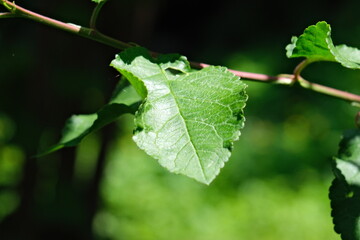 Jolie feuille avec un bokeh
