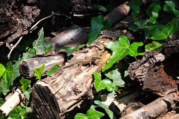 Lézard qui prend le soleil sur son petit bout de bois