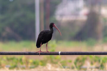 black heron in Venezuela focus