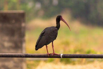 black heron in Venezuela focus