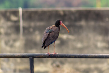 black heron in Venezuela focus