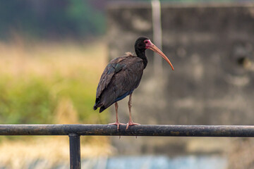 black heron in Venezuela focus