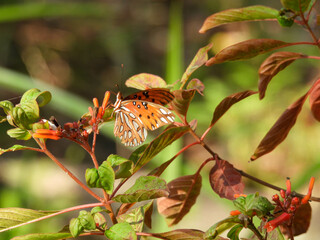 Gulf fritillary butterfly on colorful flowers in Florida