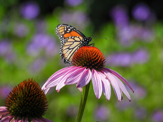 Monarch butterfly on a coneflower in the Royal Botanical Gardens in Ontario, Canada