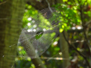 Spider web in the early morning sunlight in Florida
