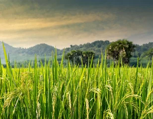 Foto op Canvas Rice paddy field background © Beste stock