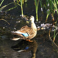 東戸塚のカワウ