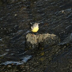 東戸塚のカワウ