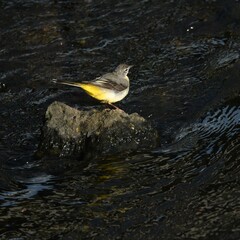 東戸塚のカワウ
