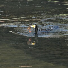 東戸塚のカワウ