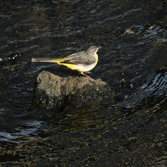 東戸塚のカワウ