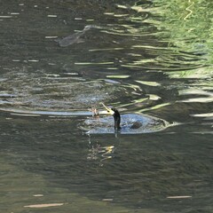 東戸塚のカワウ