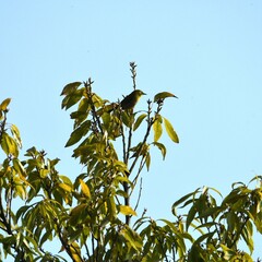 東戸塚のカワウ