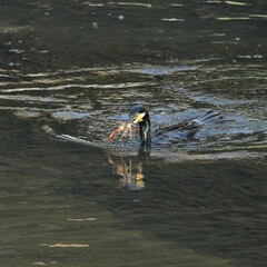 東戸塚のカワウ