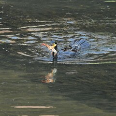 東戸塚のカワウ
