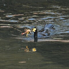 東戸塚のカワウ