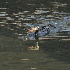 東戸塚のカワウ