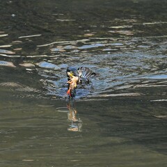 東戸塚のカワウ