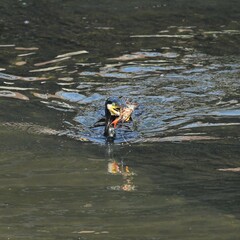 東戸塚のカワウ