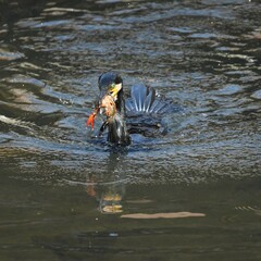 東戸塚のカワウ