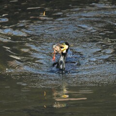 東戸塚のカワウ