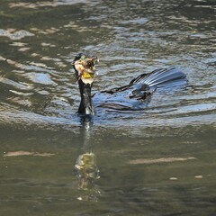 東戸塚のカワウ