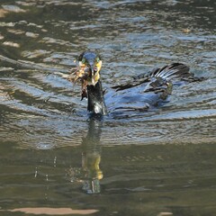 東戸塚のカワウ