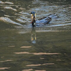 東戸塚のカワウ