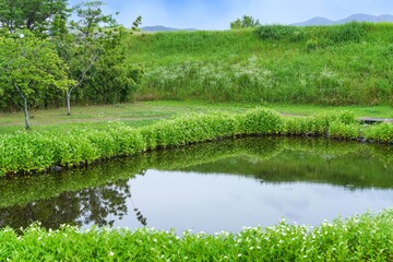 きれいに色づいた半夏生に囲まれた池の情景