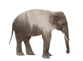 Obraz premium Double exposure of elephant and foggy forest
