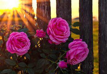 Outdoor bed of purple roses. Floral motif, a group of flowers in sunlight against a wooden fence.