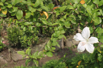 White Hibiscus flower on tree in farm