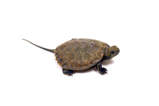 カメ　イシガメ　子ガメ　白バック