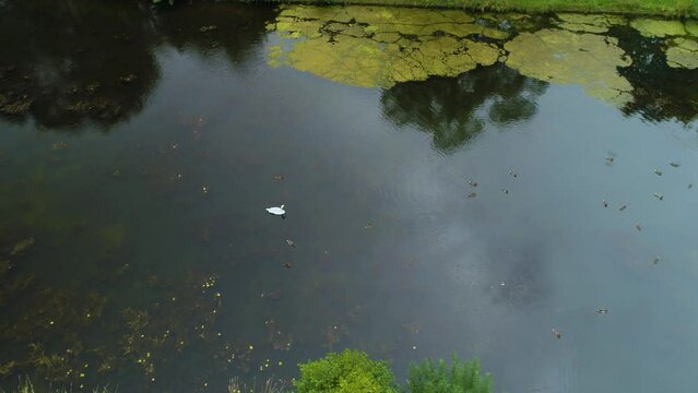 Pond Swan Slupsk Staw Aerial View Poland