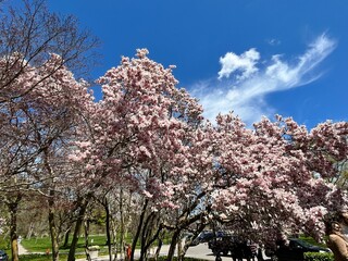 Naklejka premium cherry tree in bloom