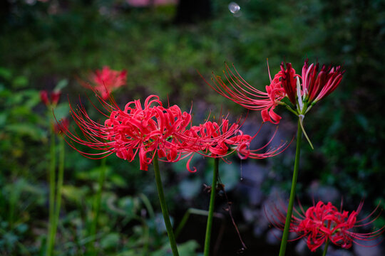 赤い彼岸花
red spider lily (Lycoris radiata)