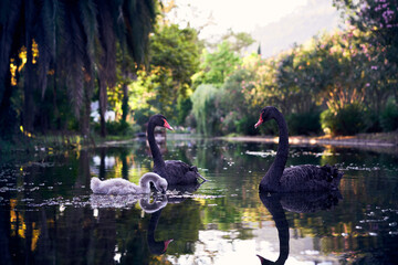 Two black swans with their cub swimming in the lake