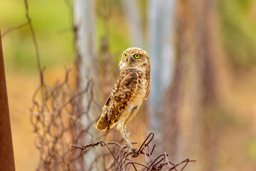 Mochuelo de Hoyo
Speotyto cunicularia
Burrowing Owl in Venezuela