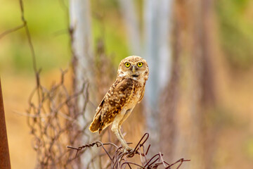 Mochuelo de Hoyo
Speotyto cunicularia
Burrowing Owl in Venezuela
