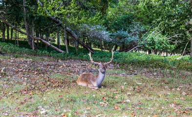 Exotic deer at wildlife safari.