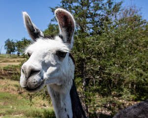 Obraz premium Close up of a llama.