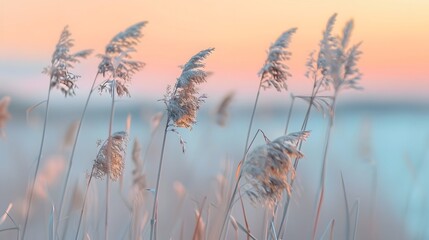 Selective soft focus of beach dry grass, reeds, stalks at pastel sunset light, blurred sea on background. Nature, summer.