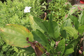 Echinodorus palifolius flower plant on farm