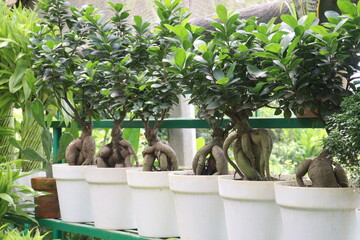 Ficus microcarpa tree on pot in farm