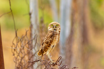 Mochuelo de Hoyo
Speotyto cunicularia
Burrowing Owl in Venezuela