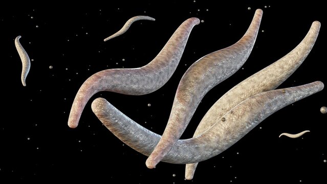 3d rendering of Fusobacterium, especially F. necrophorum and F. nucleatum, is a major cause of Lemierre's Syndrome,