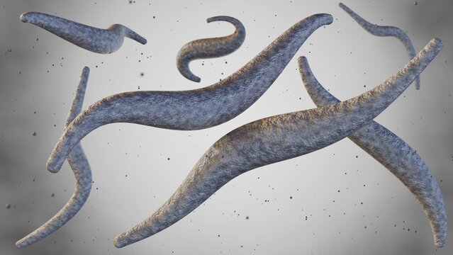 3d rendering of Fusobacterium, especially F. necrophorum and F. nucleatum, is a major cause of Lemierre's Syndrome,