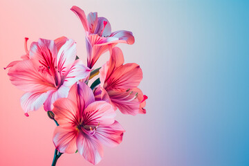 Pink lily flower isolated on gradient pink and blue background with copy space text. Elegant floral panorama banner for Mother’s Day, romantic Valentine's, Happy Birthday, spring and summer