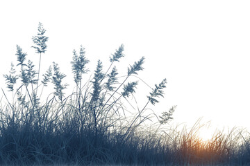 Fresh grass isolated on a transparent background